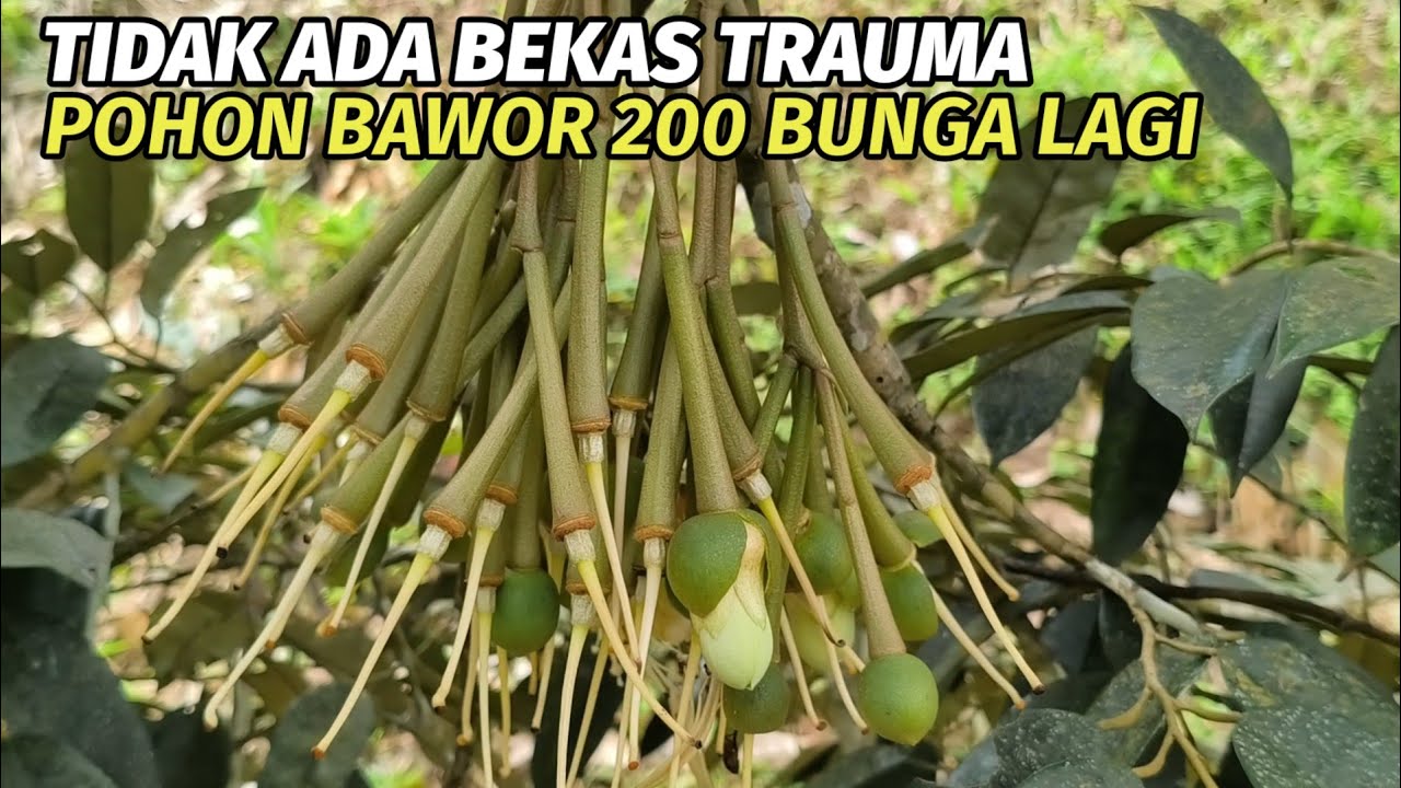 Kondisi pohon durian di kebun mat tukul menjelang bulan puasa 2026.