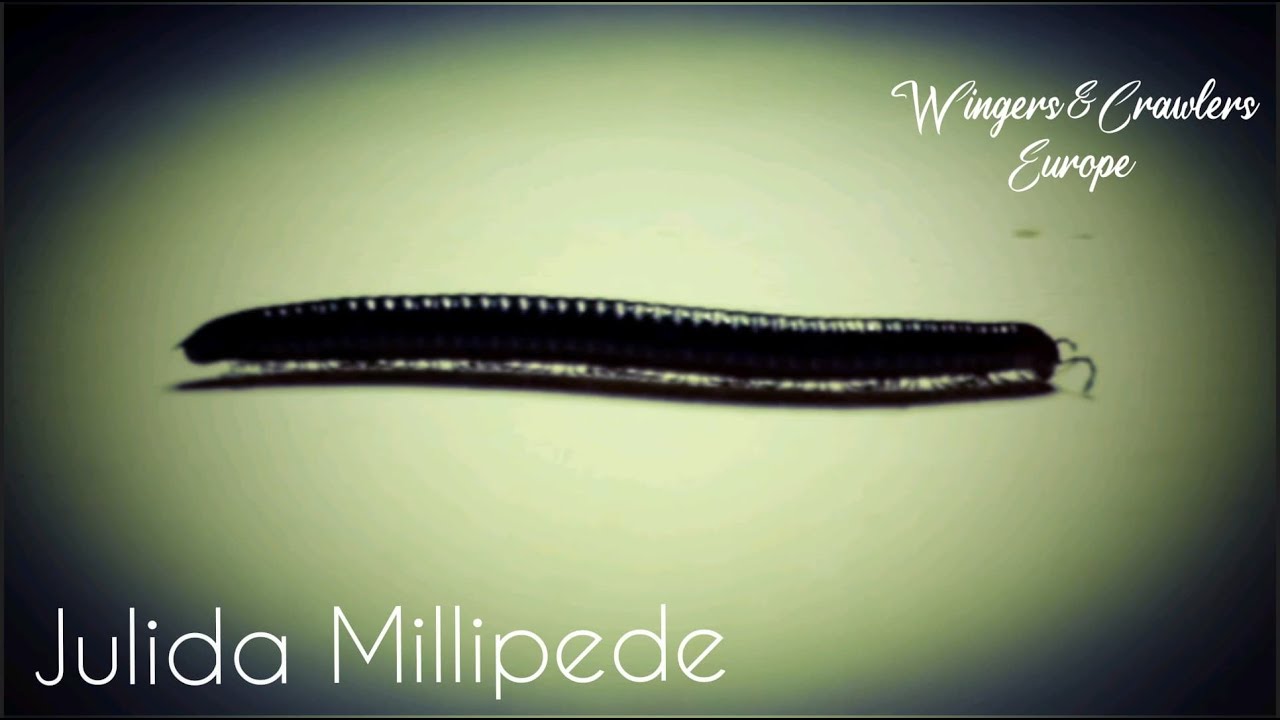How To Care For Julida Millipede | Diplopoda | Thousand-leggers | Arthropoda | Information