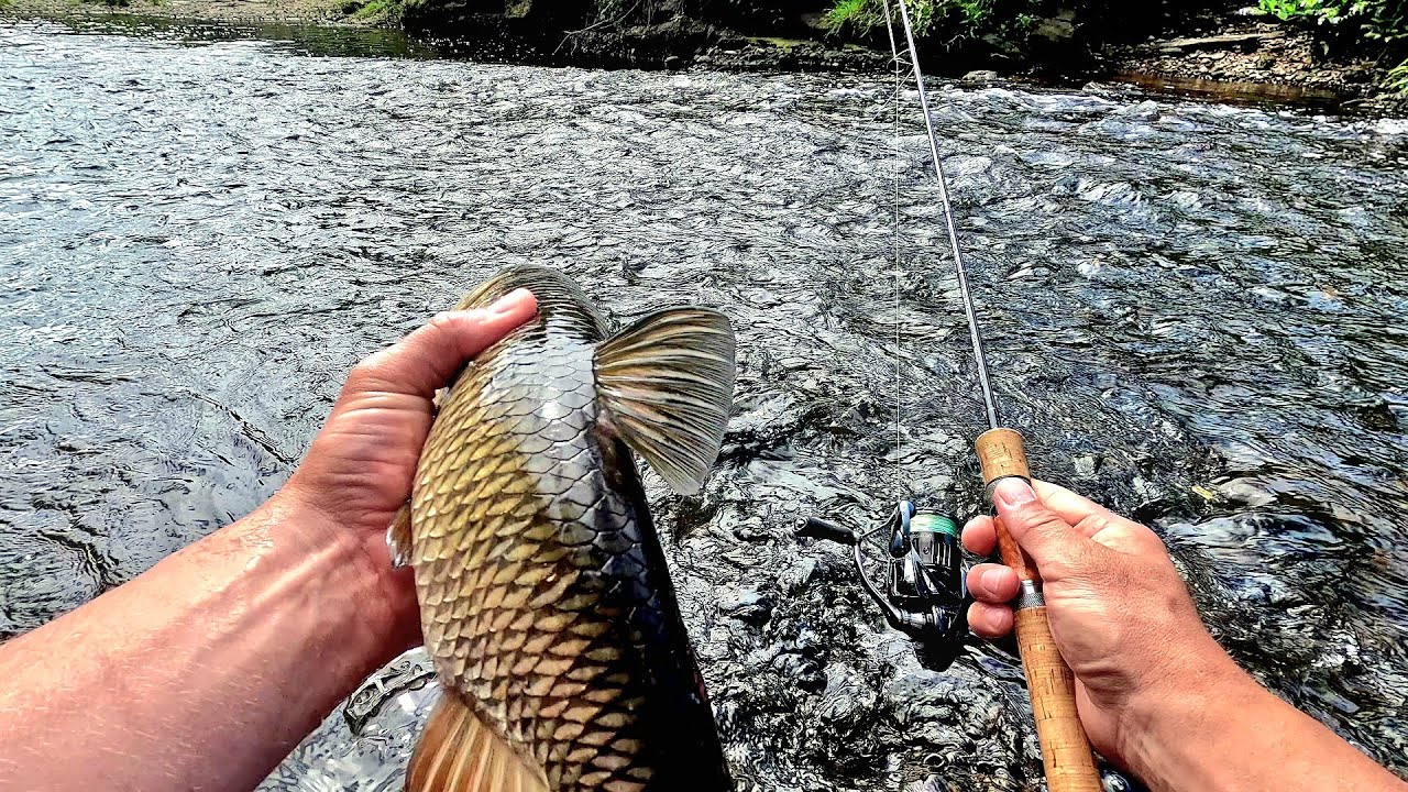 Grubs, Spinners and Minnows for Chub and Perch !!!
