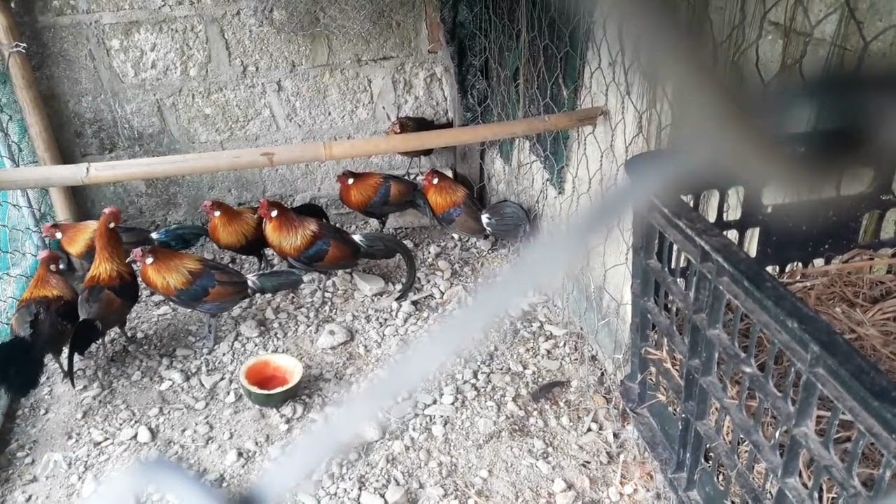 MANTAP !! Senang Sekali Akhirnya Bisa Ternak Ayam Hutan Merah Ori Sebanyak Ini