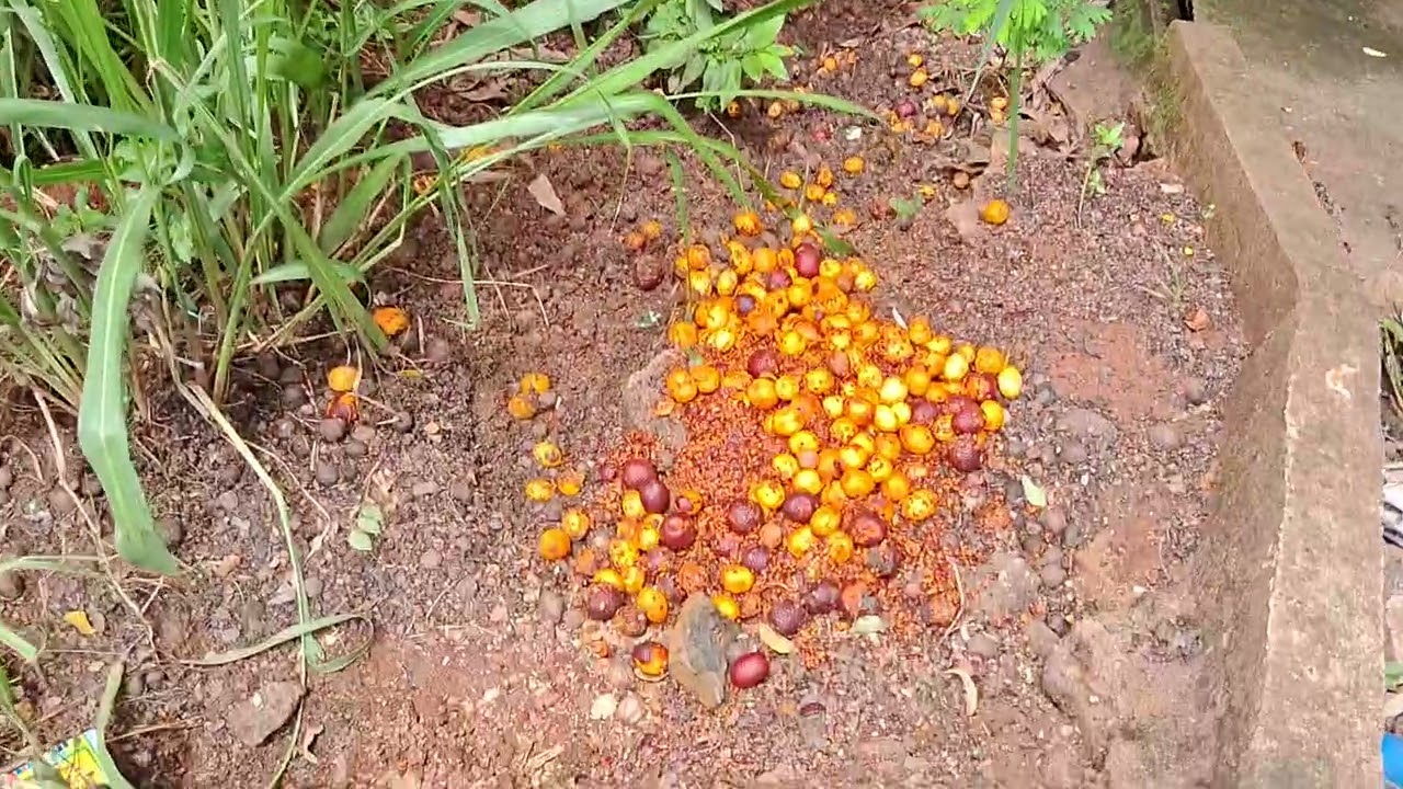 Esse distrito é pequeno...mais tem sitio e muitas plantas lindas 
