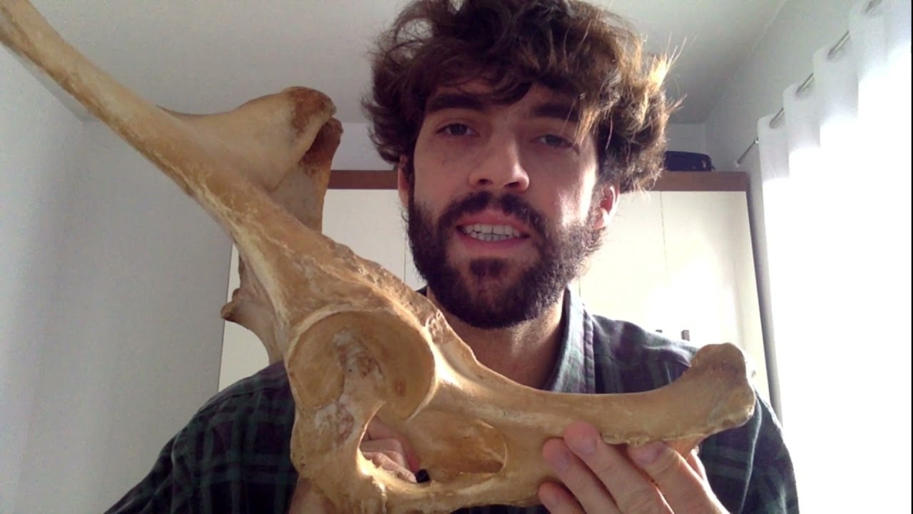 Anatomia Veterinária - Osteologia: Osso coxal
