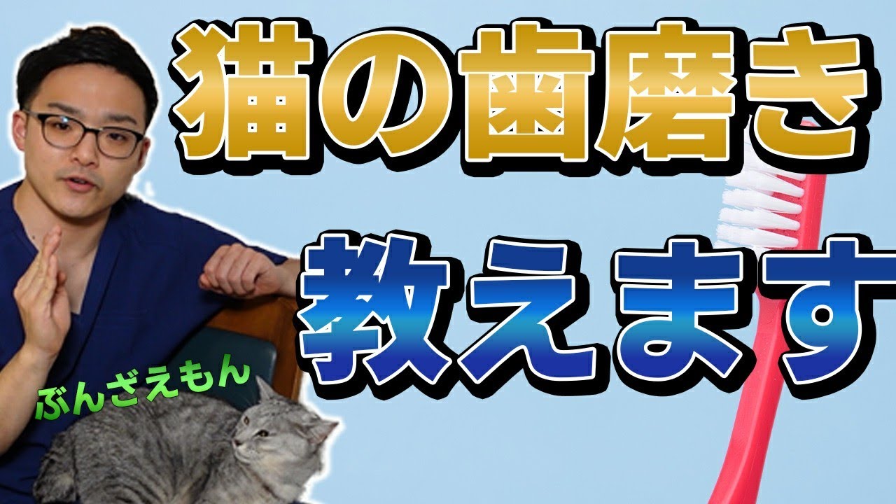 【猫の歯磨きのやり方】無理にやらなくてよい？？歯のケアで一番大事なこと