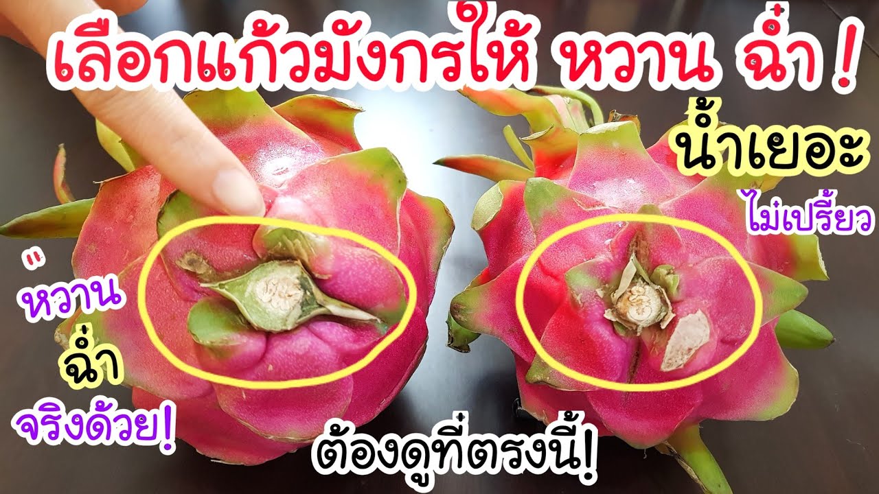พ่อค้าบอกมา ให้ดูตรงนี้! วิธีเลือกเเก้วมังกรให้ได้เนื้อหวาน ฉ่ำ น้ำเยอะ ไม่เปรี้ยว ฉันทำประจำ