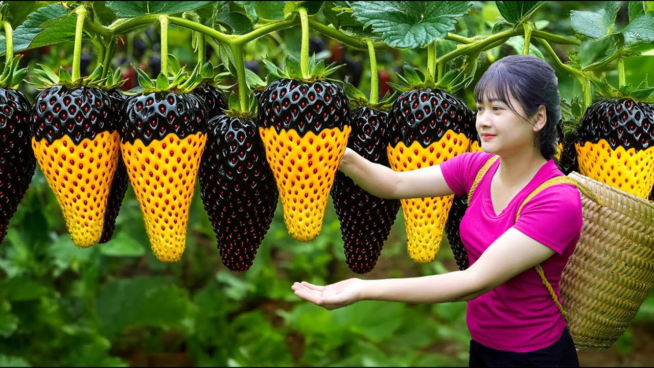 Ly Trieu Ca: Harvesting sweet giant mutant Japan strawberries - How to traditionnal strawberry cake