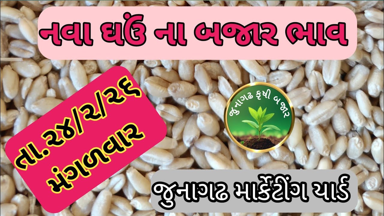 નવા ઘઉં ના બજાર ભાવ જુનાગઢ માર્કેટીંગ યાર્ડ તા.24/2/26 મંગળવાર 