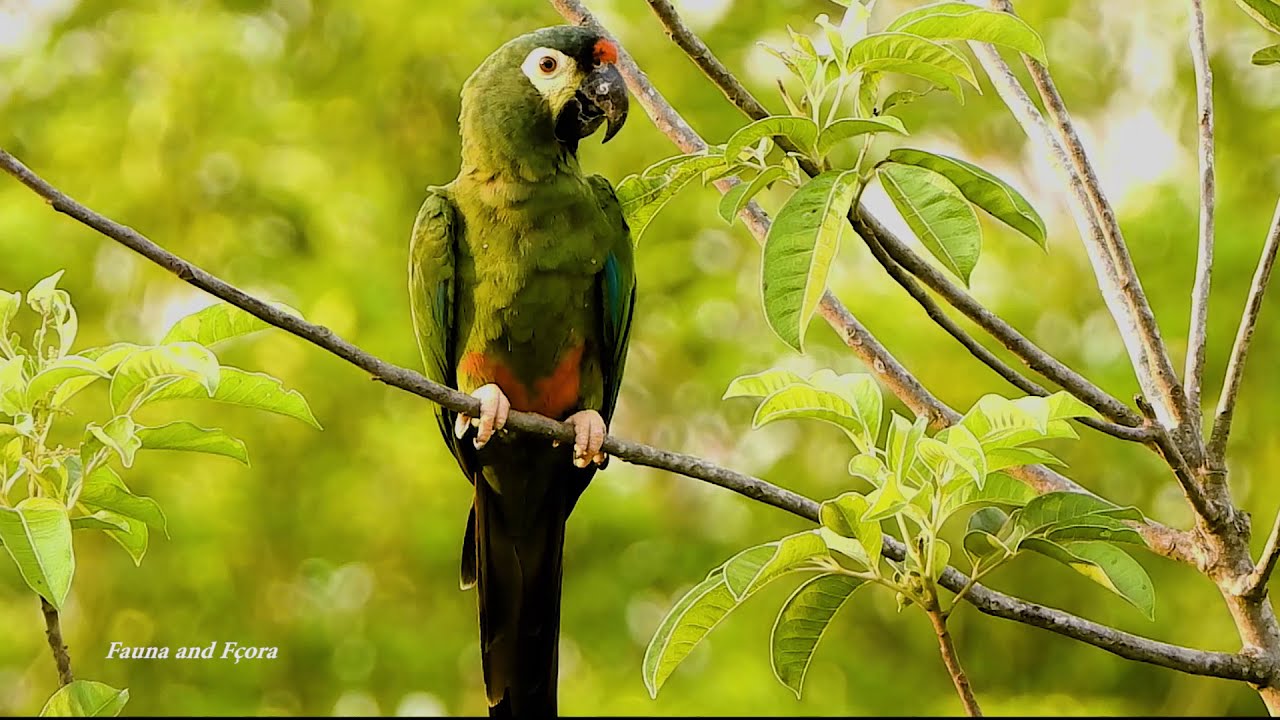 BLUE-WINGED MACAW calling (PRIMOLIUS MARACANA), MARACAN&Atilde;-VERDADEIRA, Small Macaw, White-faced Parrot