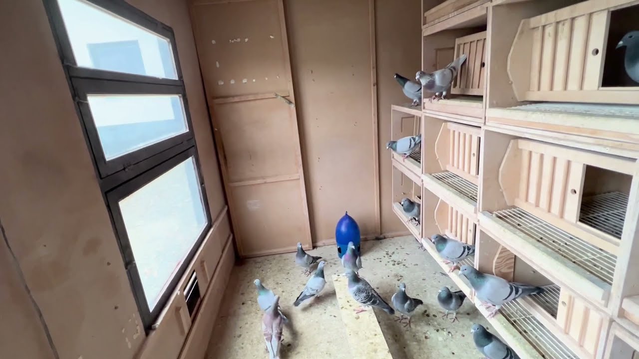 Спортивные голуби в Германии / подготовка к разведению/ racing pigeons Germany