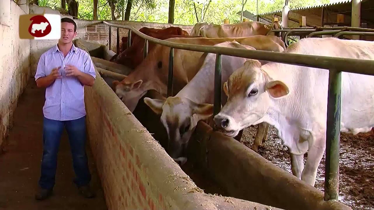 Sistema estabulado permanente en Ganado Bovino - TvAgro por Juan Gonzalo Angel