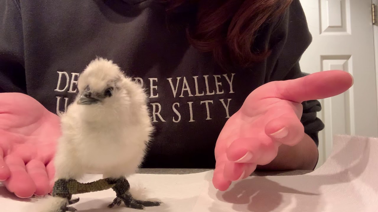 How to correct splay legs in a chick