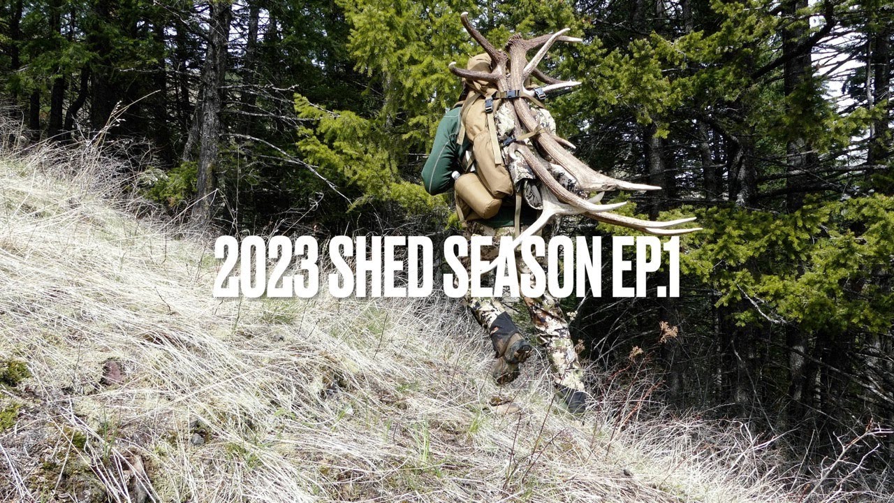 2023 Elk Shed Hunt || Fresh Elk Sheds!!! ||