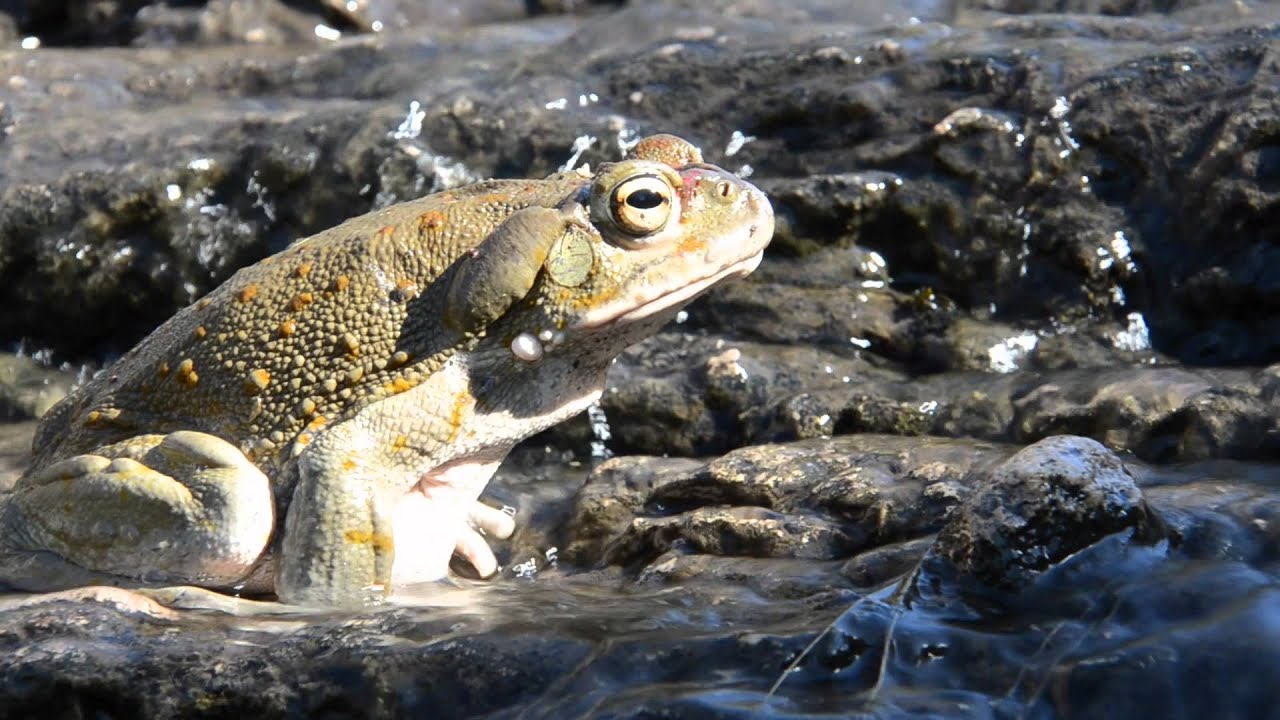Toads of Arizona