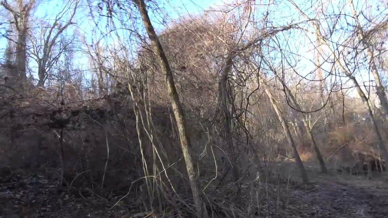 Skyview's Beagles Running My Only Rabbit Behind House 12-20-25