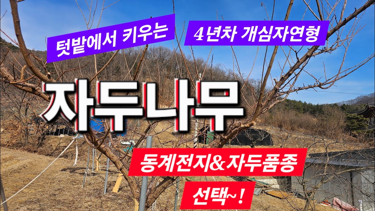 텃밭 자두나무 - 4년차 동계전지 - 중간수형 품종으로 알아보는 수형관리