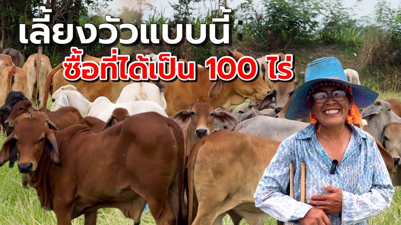 เลี้ยงวัวแบบนี้ ซื้อที่ได้เป็น 100 ไร่ เงินหมื่นเงินแสนขายมาหมดแล้ว รอบต่อไปจะขายเอาเงินล้าน‼️