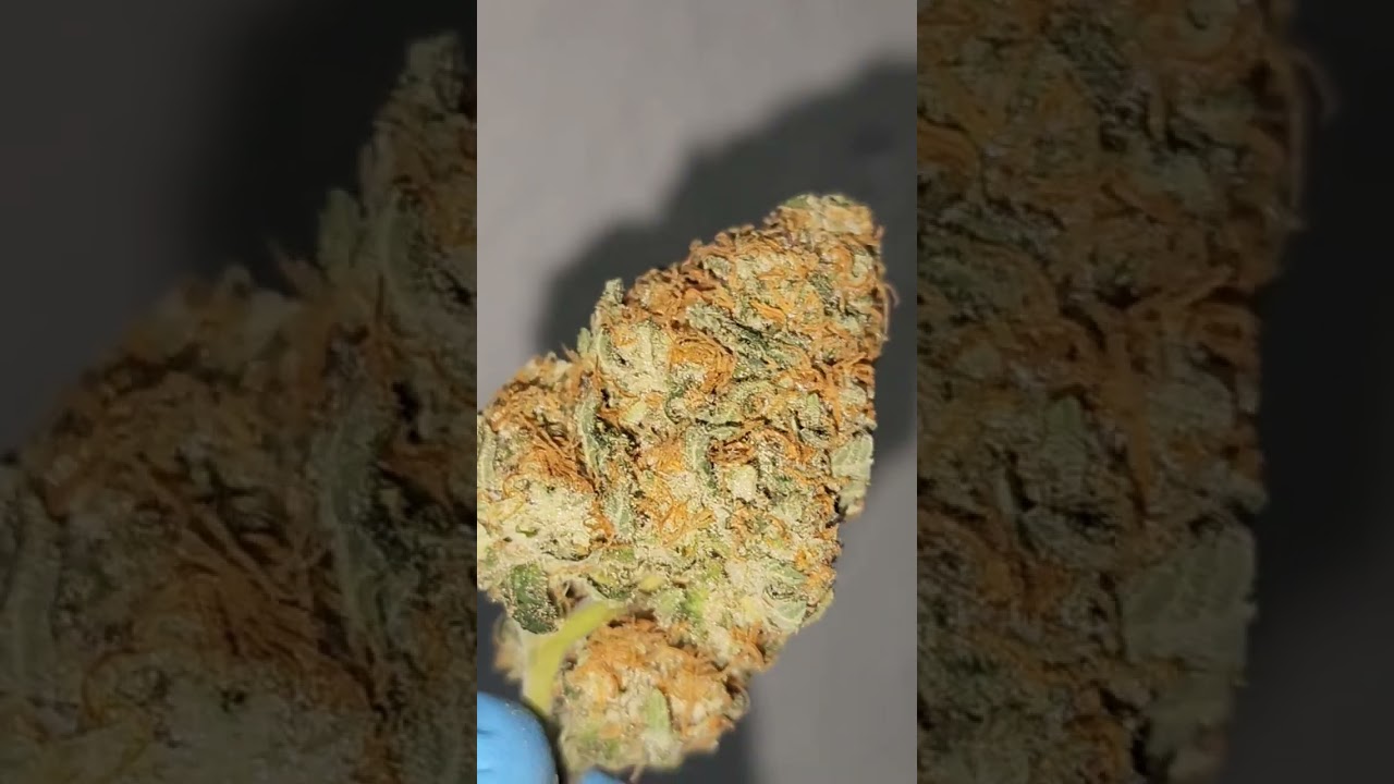 Critical Orange Punch Top Nug 🌿🔥 This Bud is INSANE! #WeedLovers #LeafWizard #DankNugs