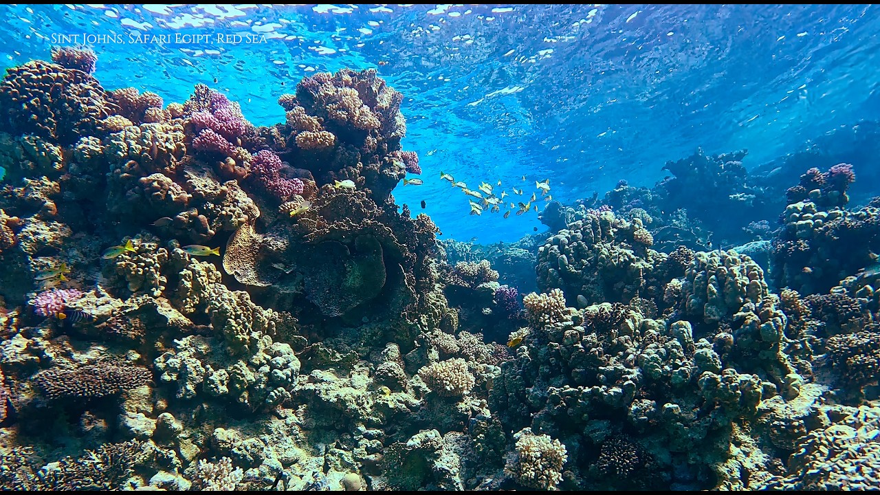 Red Sea, Safari Boat, Egypt, Coral Reff Saint Johns