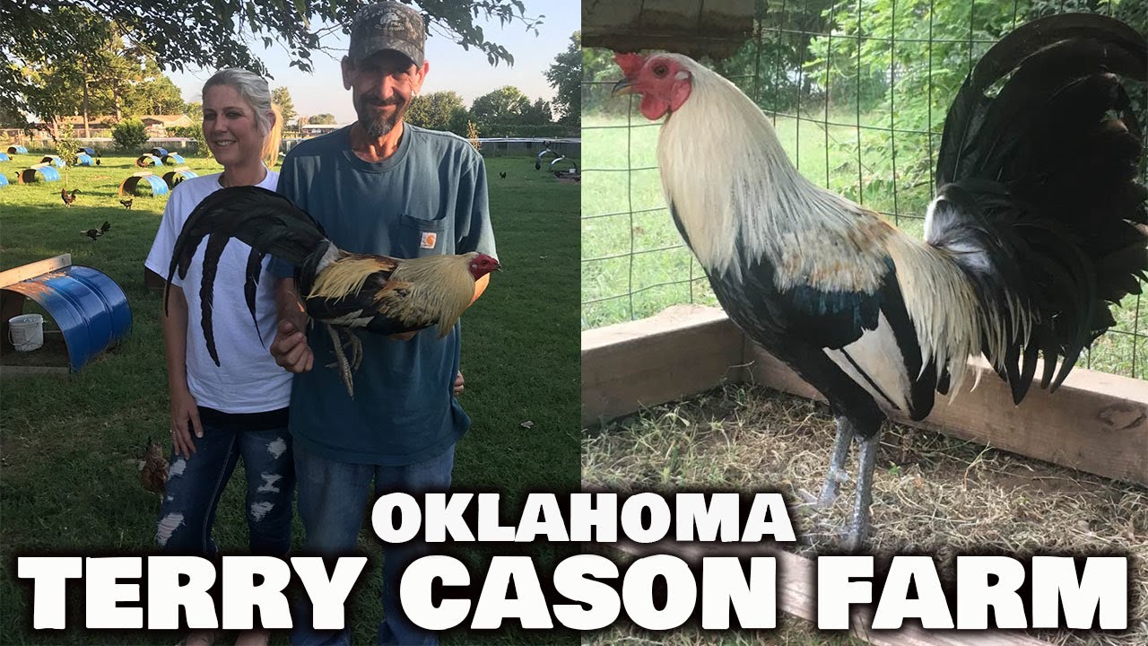OKLAHOMA Beautiful Grey Terry Cason Farm