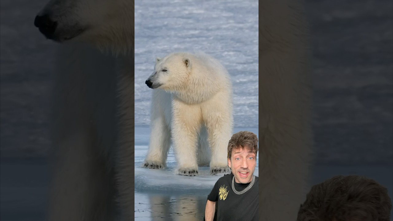 Белый медведь просто СТРАШНЫЙ.