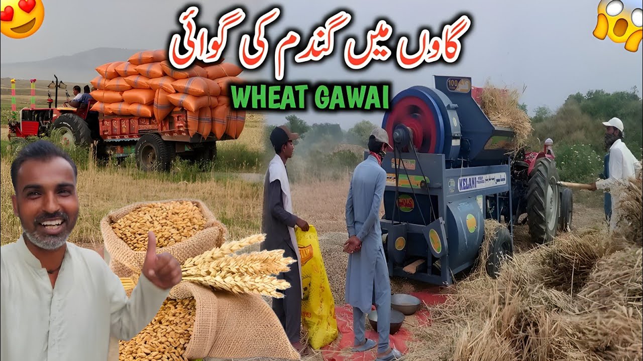 Wheat Gawai In Dadyal Azad Kashmir || National Wheat Thrasher A Gai || Gaon Main Gundam Ki Gawahi