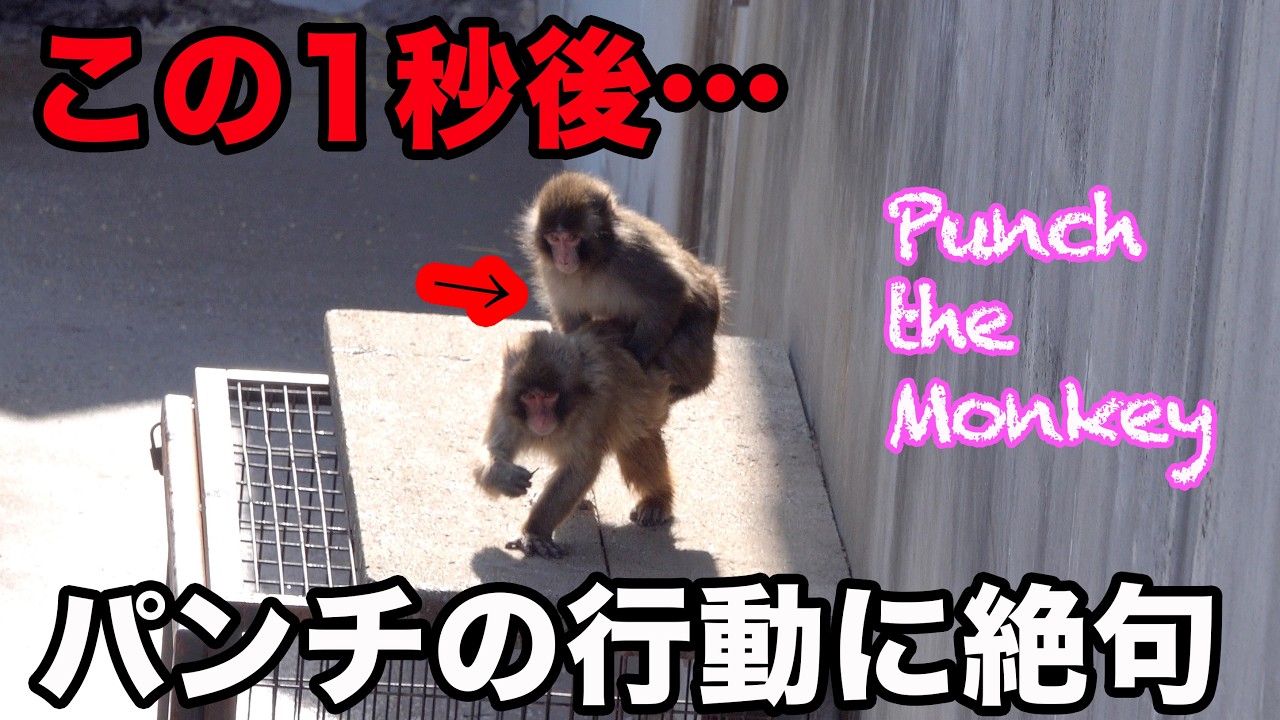 【世界が驚愕】パンチくんの突然の行動! 市川市動植物園 “ぬいぐるみがお母さん”の子ザル「パンチくん」Punch the monkey