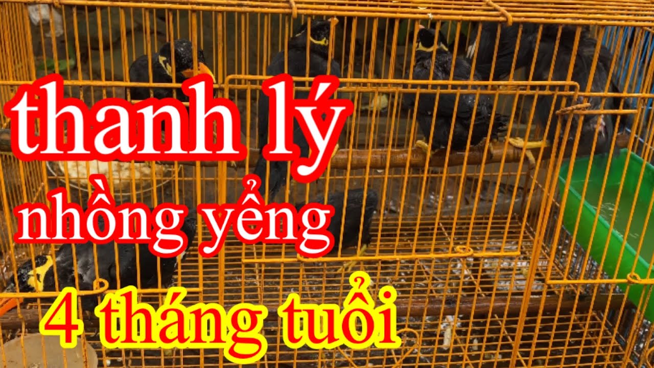 thanh lý chim ✅ thanh lý nhồng yểng 4 tháng tuổi//@CHIM NHỒNG VIỆT NAM