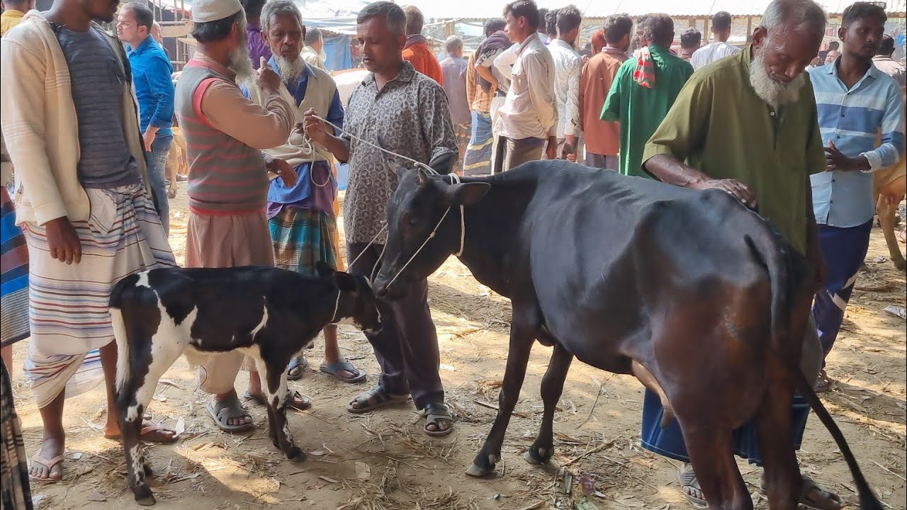 @আজ ১৮ ফেব্রুয়ারী ২৬ | বাচ্চাসহ এবং বাচ্চা ছাড়া দুধের গাভী গরুর দাম | আফতাবগঞ্জ হাট | দিনাজপুর 