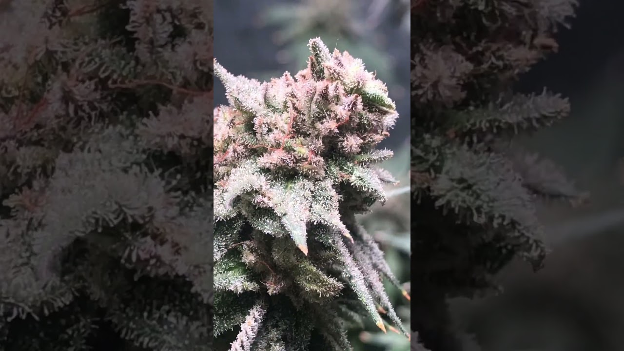 Punch berry cookies