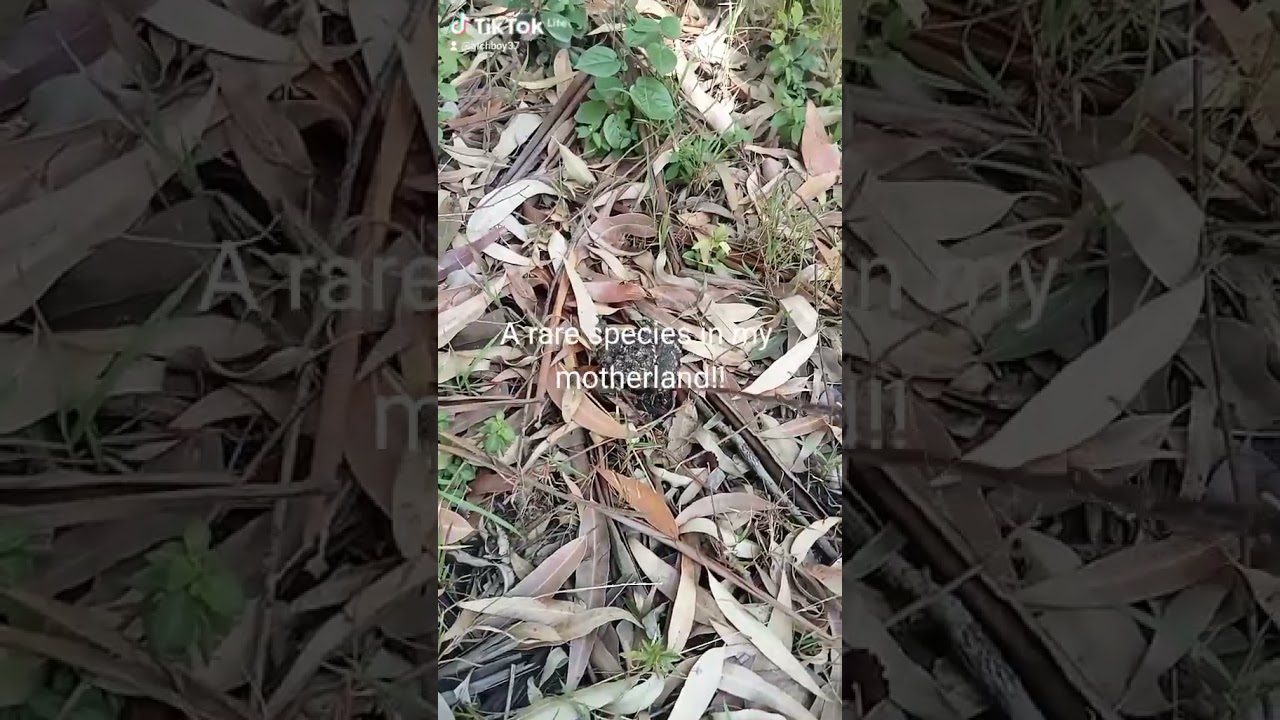 Rare bird species in easAfrica