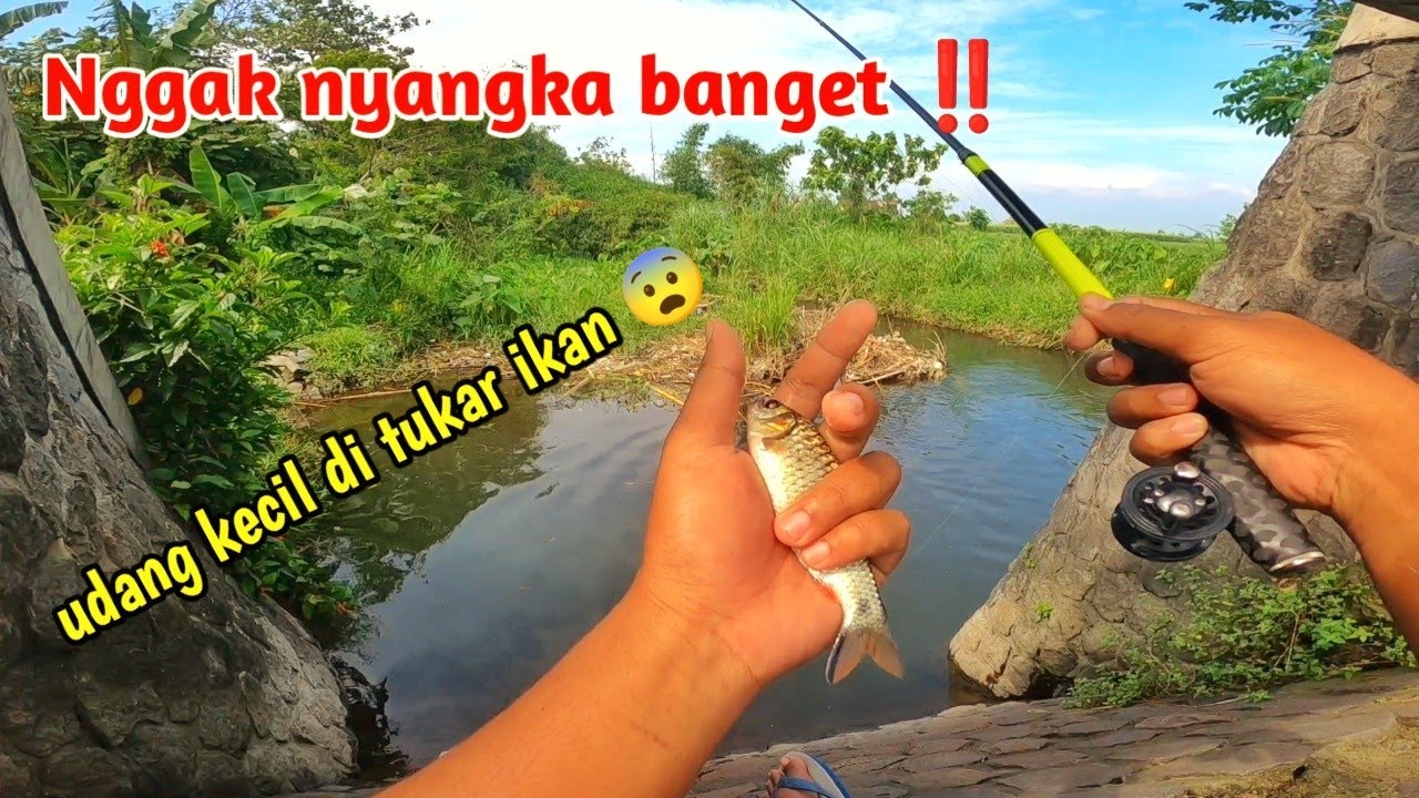 Mancing ikan derbang pakai umpan udang di sungai persawahan