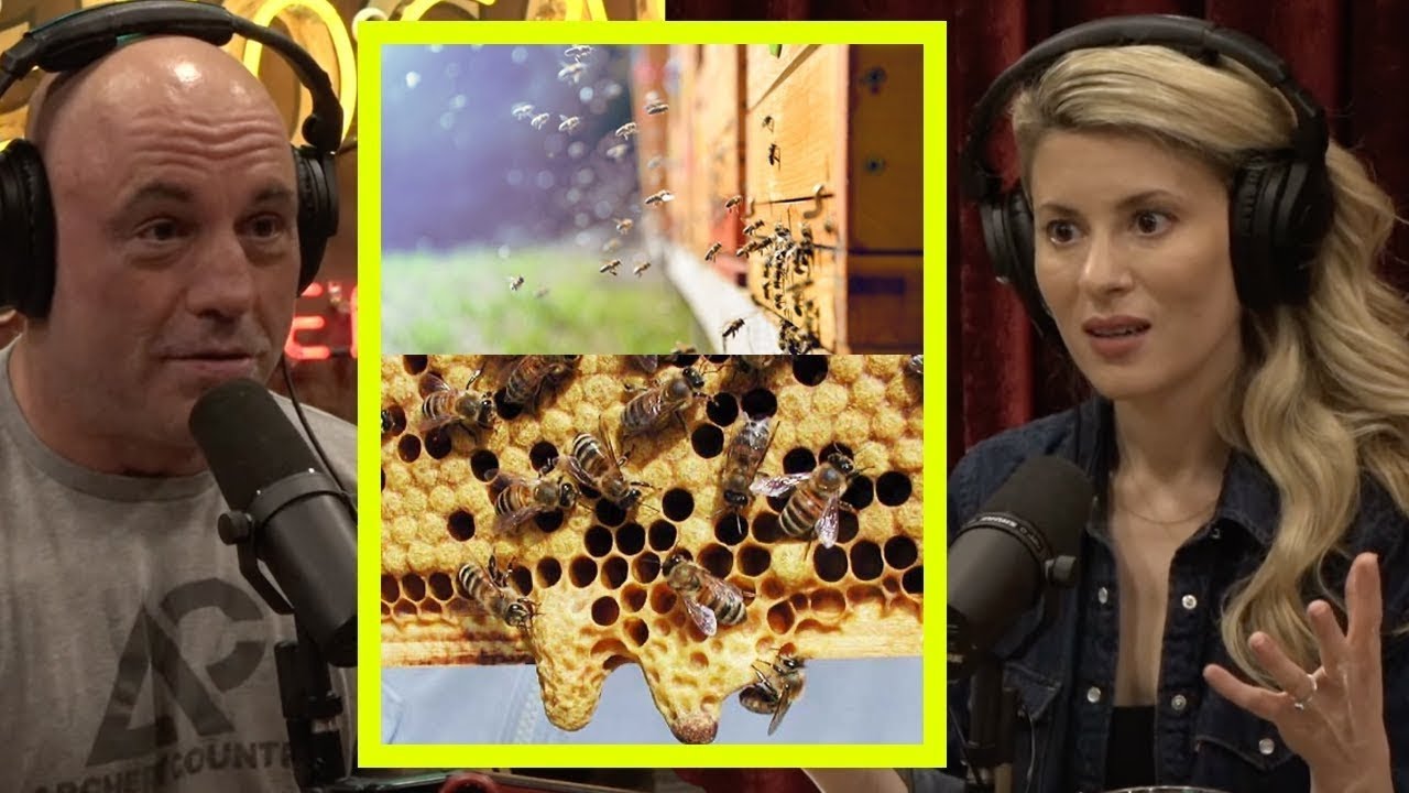 Joe Rogan: Bee's Go Extinct So Will EVERYTHING On The Planet!