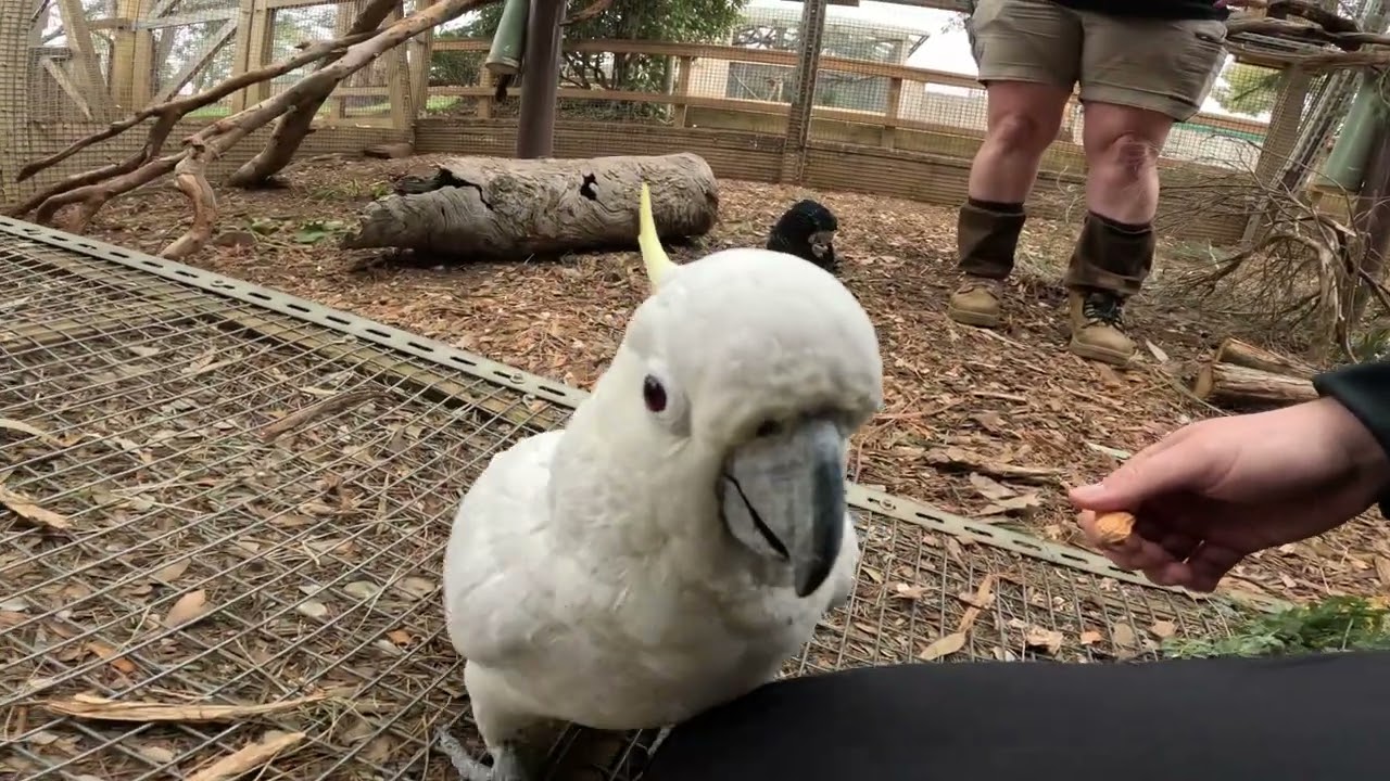 Bonorong Wildlife Sanctuary Tasmania Part 2: Cockatoo