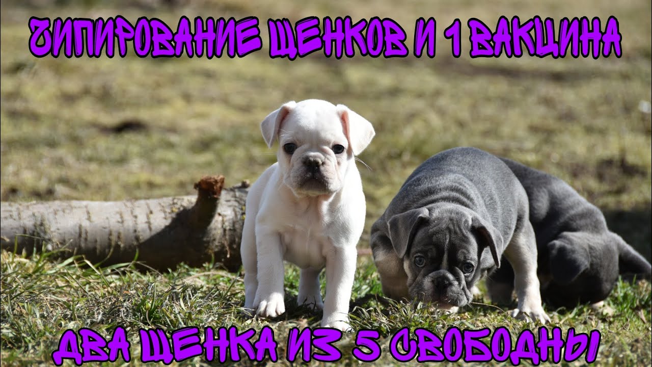 Чипирование и первая вакцинация щенков!