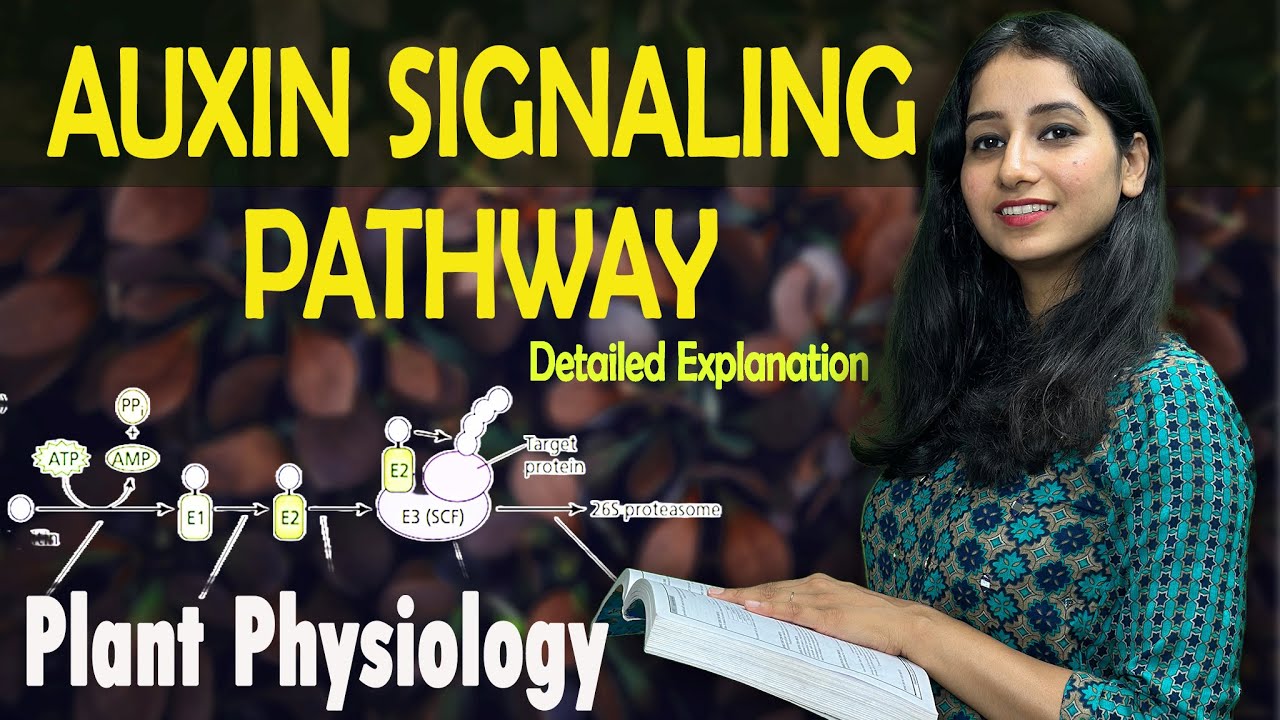 AUXIN SIGNALING PATHWAY II PLANT HORMONE II Plant Physiology I Detailed Explanation with PYQ