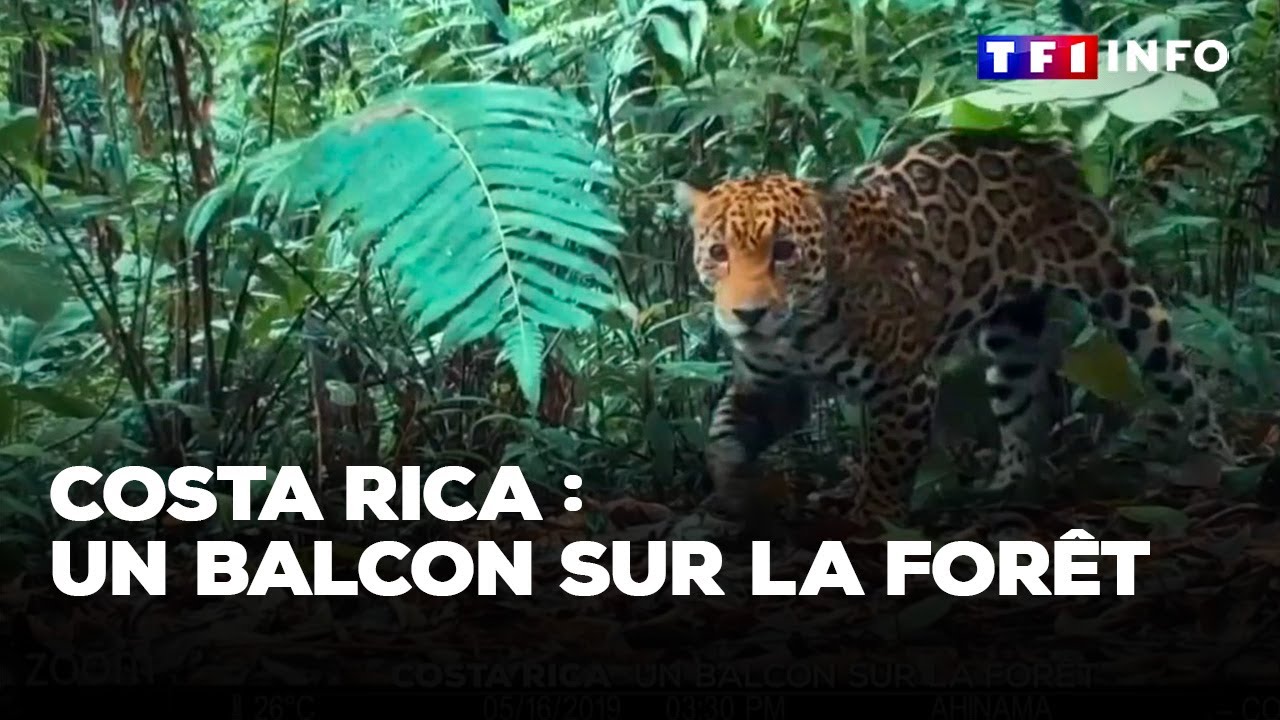 Costa Rica : un balcon sur la forêt