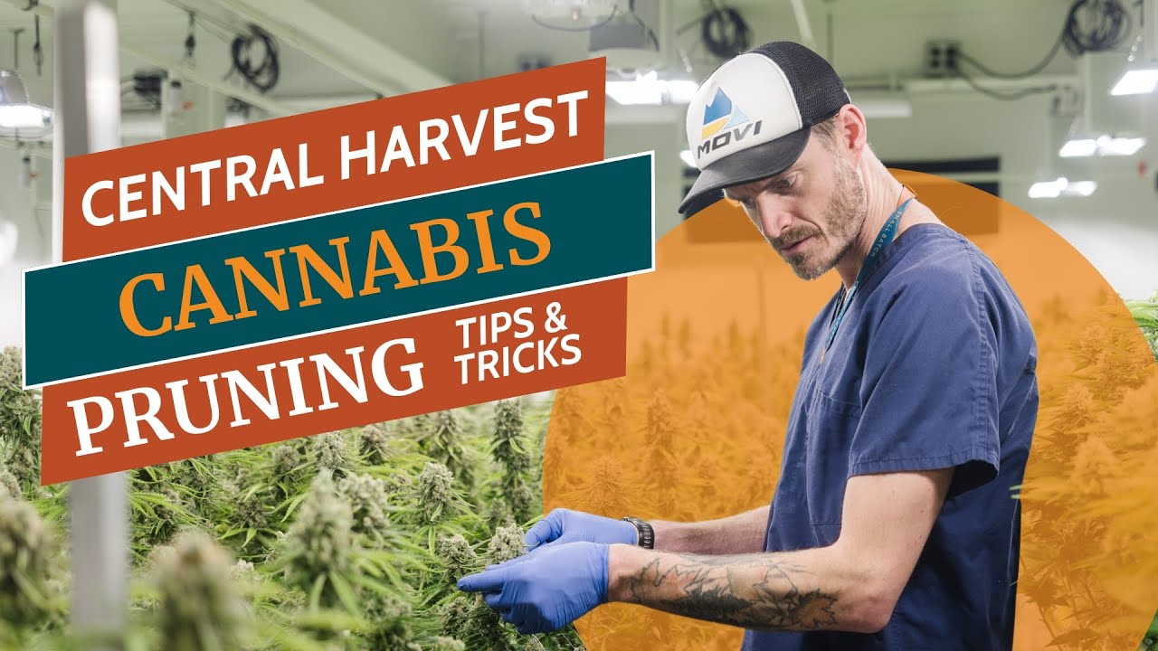 Cannabis Plant Pruning & Defoliation: Maximize your Buds!