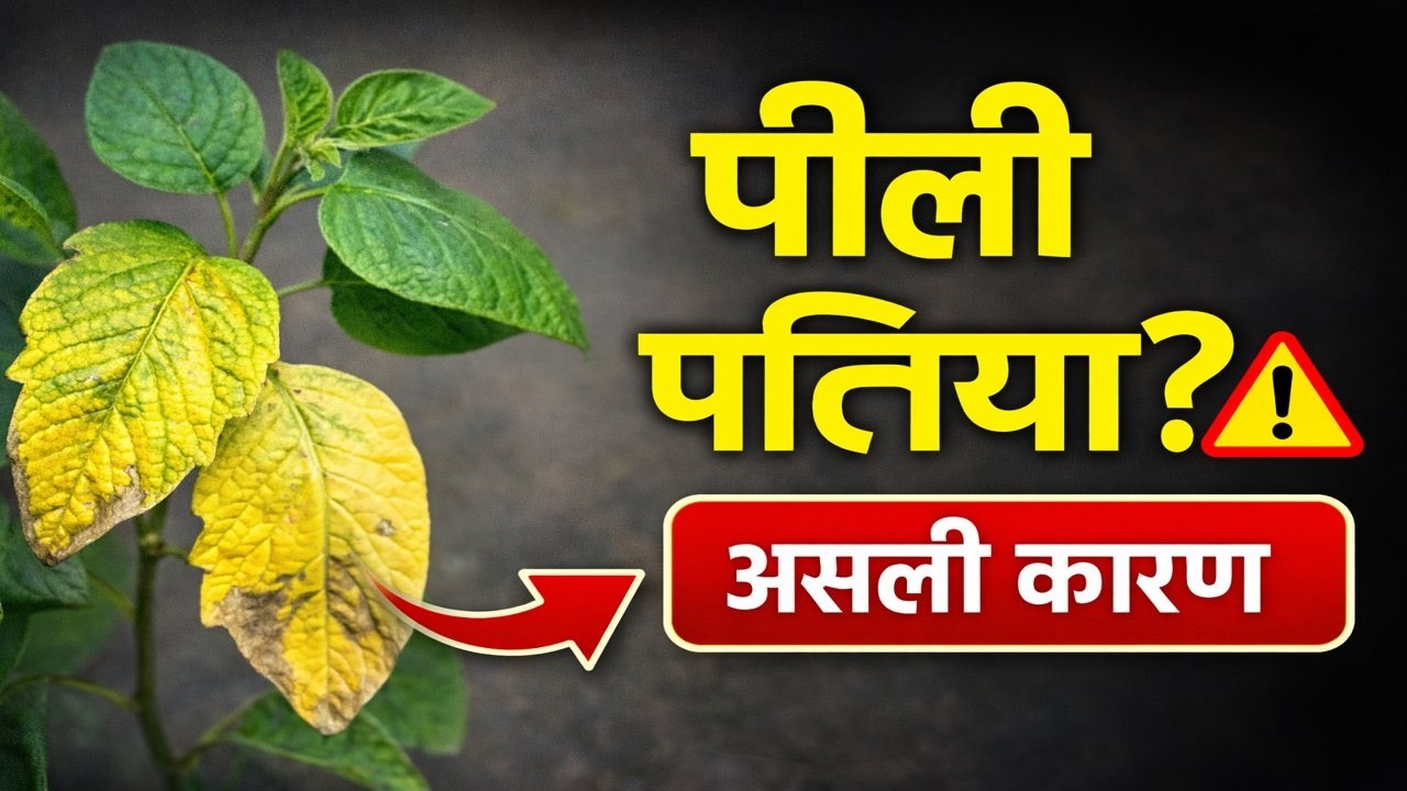 पत्तियां पीली क्यों हो रही हैं? असली कारण और सही समाधान