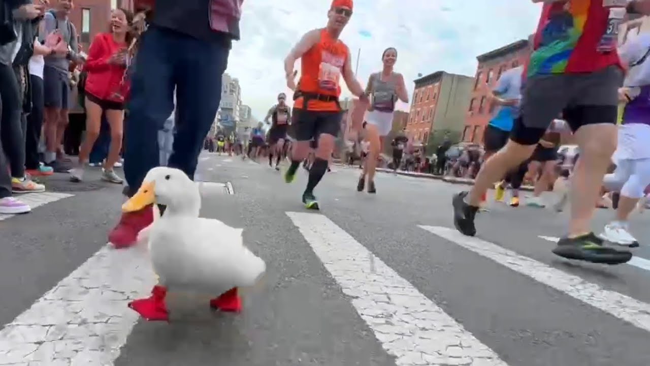 Wrinkle the Duck Runs NYC Marathon Again (and gets a medal)🏅🦆