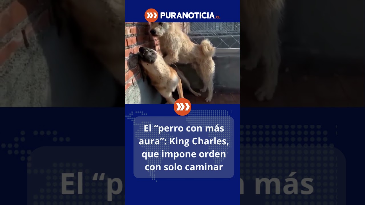 El &ldquo;perro con m&aacute;s aura&rdquo;: King Charles, que impone orden con solo caminar.