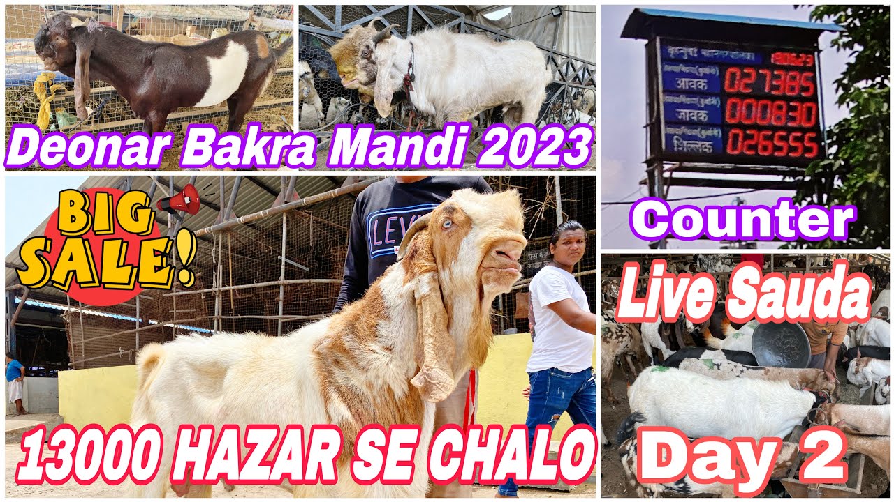 DEONAR BAKRA MANDI 2023 | DAY 2  Monday Live Market Update | FULL TOUR & LIVE SAUDA | 19 JUNE 2023