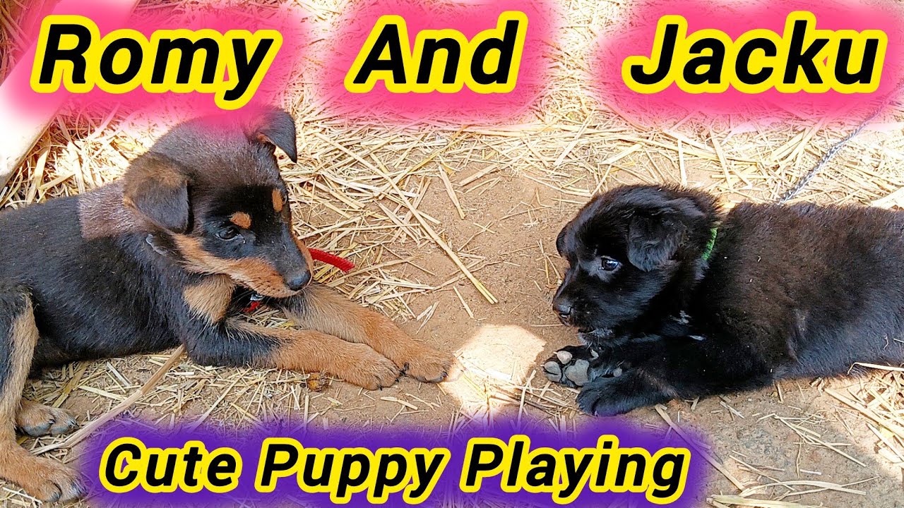 Tow Cute puppy dog playing 🐕🐕|| Romy and  Jacku playing #puppydog #dogplaying #cute @bhimoraonvlogs 