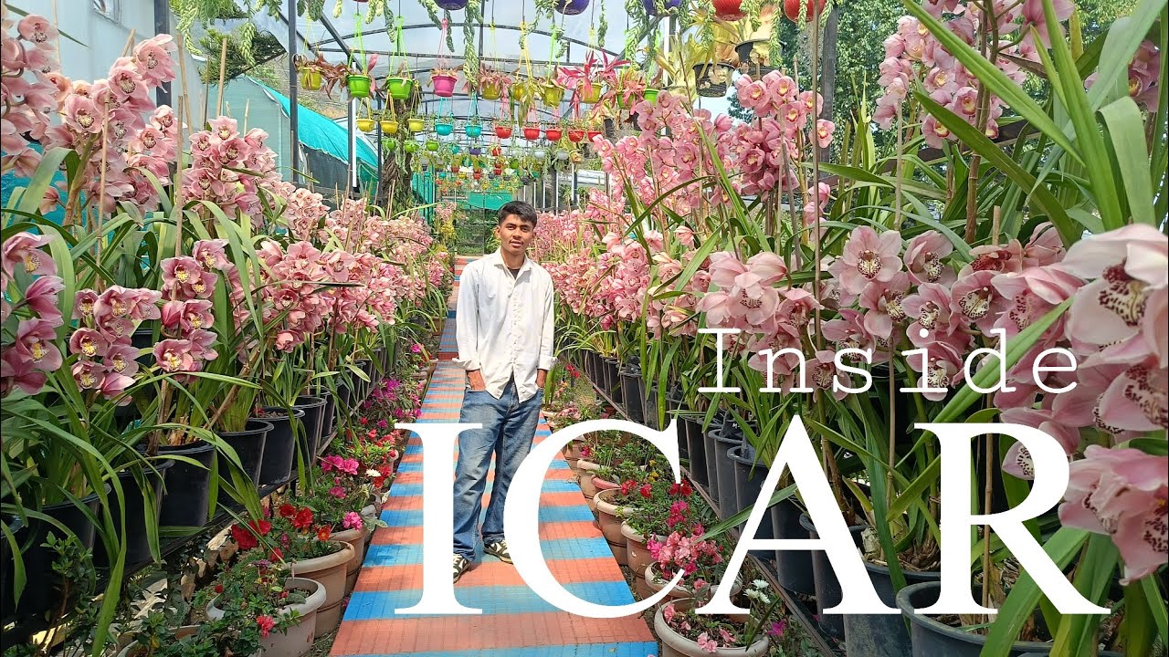 BEAUTIFUL ORCHIDS IN ICAR PAKYONG|| SIKKIM😍