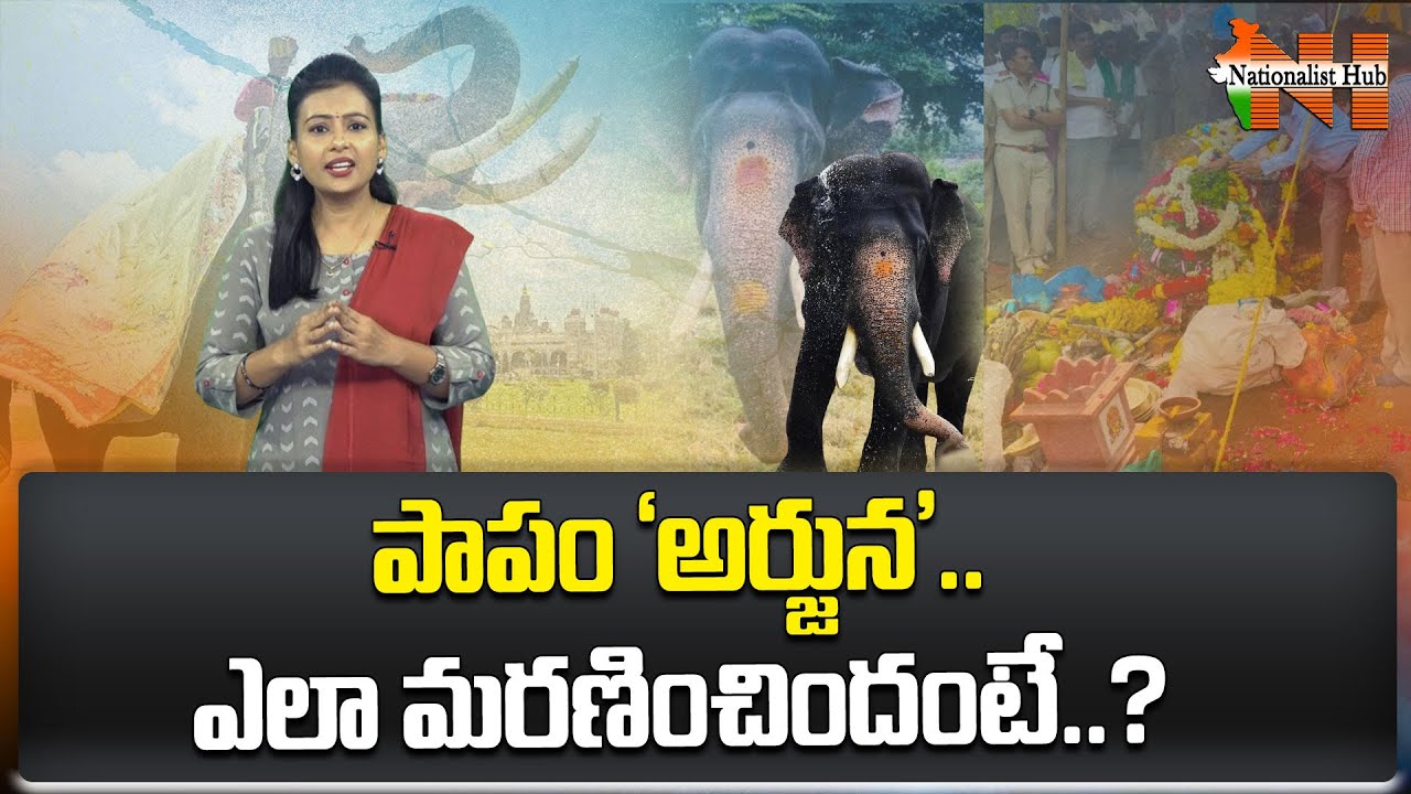 Hassan: Ambari Elephant ‘Arjuna’ K!lled During Elephant Rescue Operation | Nationalist Hub