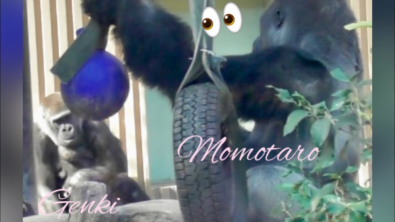 “Gorilla”Momotaro will scold Kintaro firmly when necessary and keep an eye on Genki and the baby 🦍👀