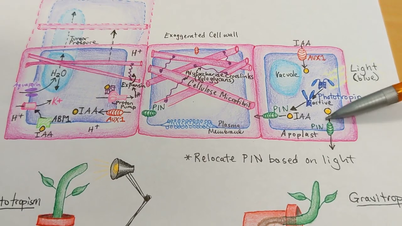 Phototropism, Gravitropism, and Auxin