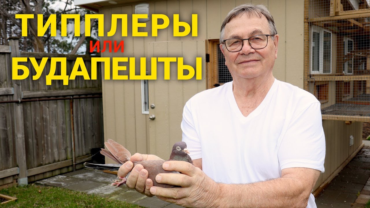 Лучшие для меня голуби