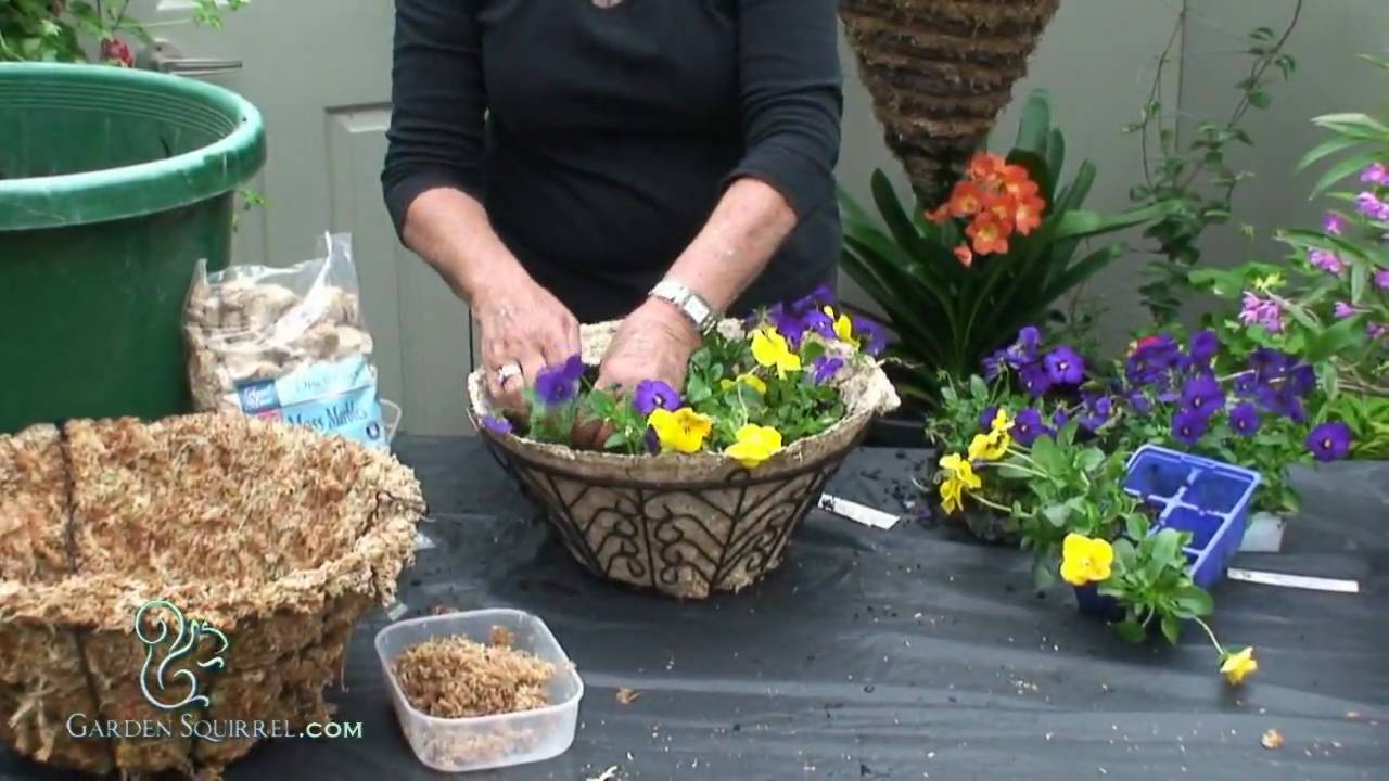 Hanging Baskets - Easy (Pansy)