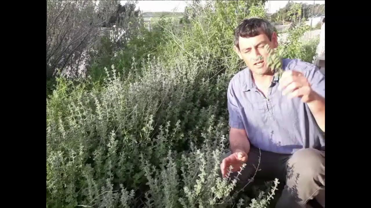 The Biblical Hyssop of Passover