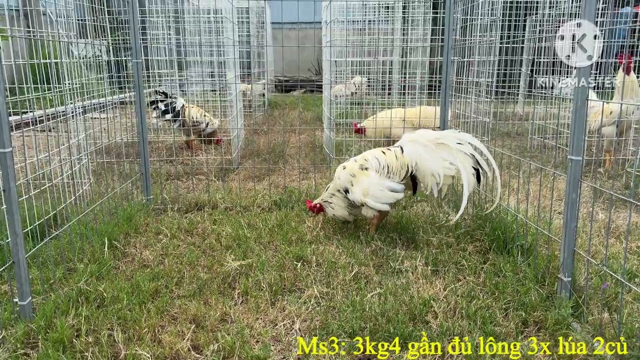 Mẻ bướm xinh xắn 