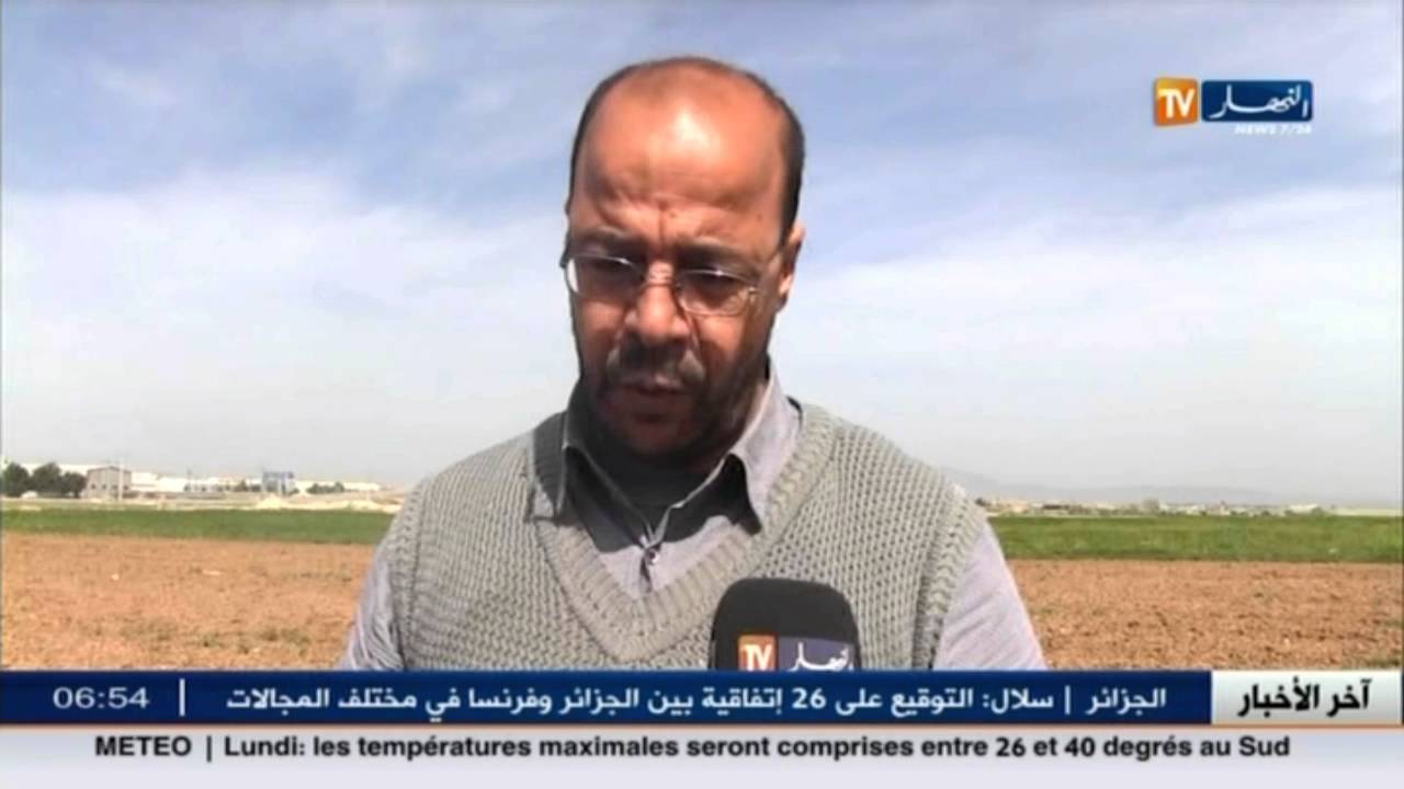 أم البواقي : الصفصفة.. مادة غذائية بإمتياز للمواشي